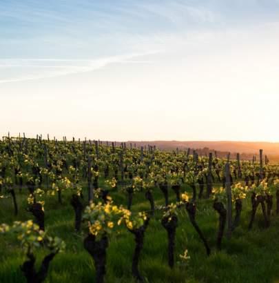 Savills Wine Estates