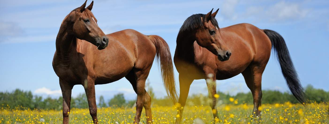 Buying or Selling Equestrian Property