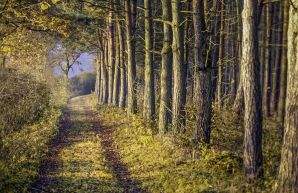 Nottinghamshire estate agents